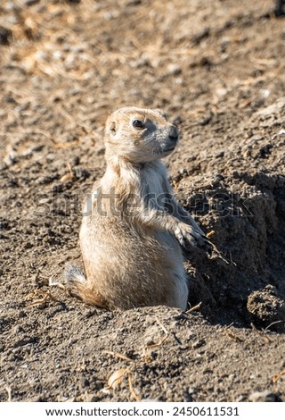 Black tailed prairie dog in Grasslands National Park Royalty-Free Stock Photo #2450611531