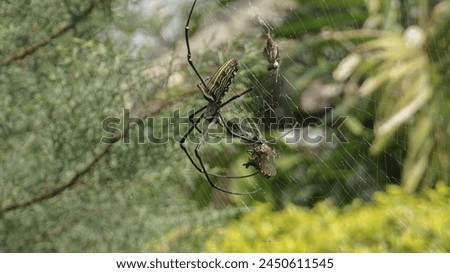 a spider that is preying on its prey in its spider web Royalty-Free Stock Photo #2450611545