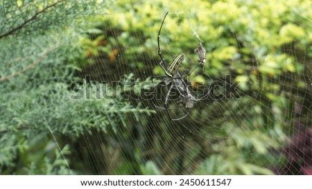 a spider that is preying on its prey in its spider web Royalty-Free Stock Photo #2450611547