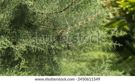 a spider that is preying on its prey in its spider web Royalty-Free Stock Photo #2450611549
