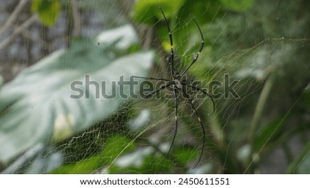 a spider that is preying on its prey in its spider web Royalty-Free Stock Photo #2450611551