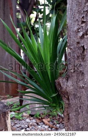 Close up of Dracaena Draco plant or Dragon tree plant  Royalty-Free Stock Photo #2450612187