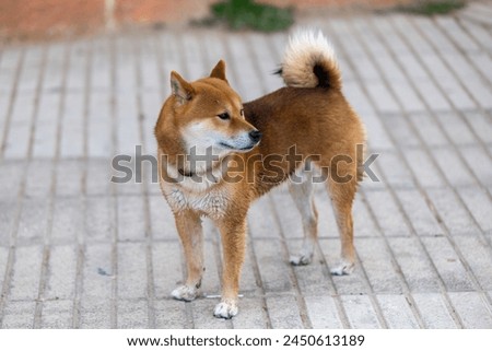 Japanese dog ourdoors, akita dog.
