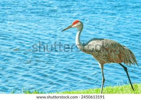 side view, medium distance of, a single Sand Hill crane, walking shoreline of, tropical lake, on sunny day Royalty-Free Stock Photo #2450613191
