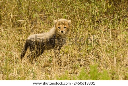 Cheetah cub 2 weeks old wildlife cute Royalty-Free Stock Photo #2450613301