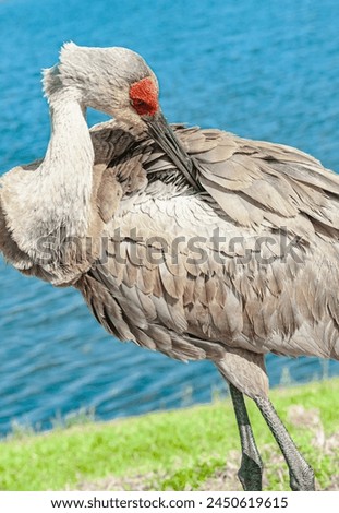 front view, close distance of, a Sand Hill crane, preening back feathers, at edge of a tropical lake Royalty-Free Stock Photo #2450619615