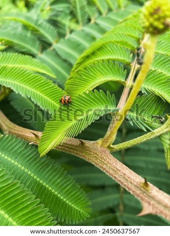 Picture of ladybugs and ants on the leaves of the embarassed princess or we call “ tumbuhan putri malu”