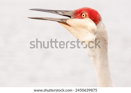side view, close distance of, a portrait of a squawking sand hill crane, at a tropical lake Royalty-Free Stock Photo #2450639875