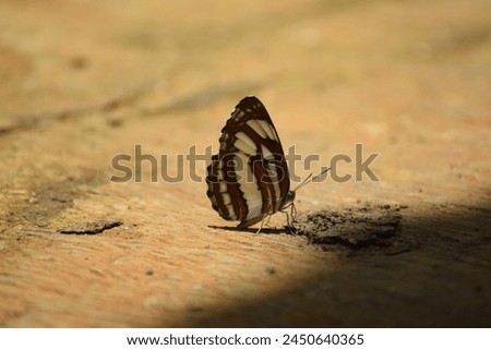 ~ Butterfly Sucks of mineral ~ Royalty-Free Stock Photo #2450640365