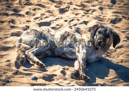 Watch as a contented dog finds bliss amidst the coastal sands, soaking up the sun in tranquil relaxation.