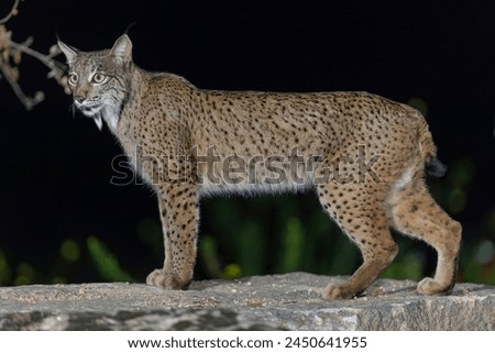 Iberian lynx (Lynx pardinus) Jaen, Spain Royalty-Free Stock Photo #2450641955