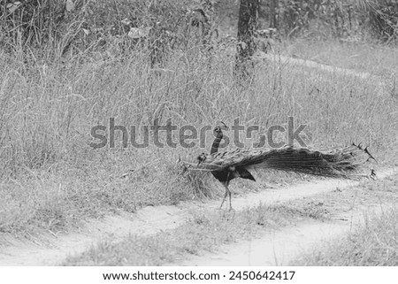 Black and White photo of a peacock dancing in grasslands at Satpuda forest in central Indian state of Madhya Pradesh. Royalty-Free Stock Photo #2450642417