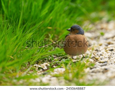 Chaffinch Bird on the ground near grass