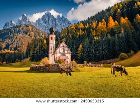 Cows on the pasture in the field with Chiesetta di San Giovanni in Ranui church. Sunny autumn scene of Geisler or Odle Dolomites Group. Colorful morning view of Dolomite Alps, Italy, Europe.