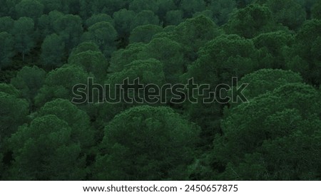 Verdant Treetop Vista: Clustered Cloud-Like Trees Royalty-Free Stock Photo #2450657875