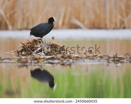 Euroasian Common Coot, Fulica atra, resting and stretching on the nest. Beautiful bird nesting on water. Amazing wildlife photography scene in wetland. European waterfowl on the lake. Water reflection