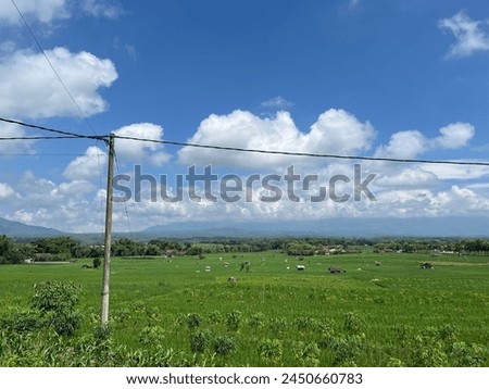 Beautiful green hills, crops, creatures, constructions, a utility pole, and trees while there is a partly cloudy and hot temperature. This picture was taken in East Java, Indonesia.