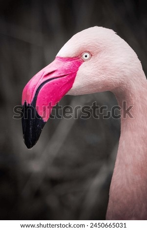 Pictures of Birds, Flamingos, Bird feathers