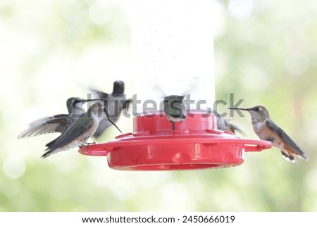 hummingbirds at feeder, autumn migration