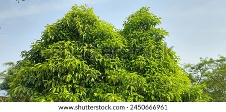 Mimusops elengi is a medium-sized evergreen tree native to India. It has dark green foliage, fragrant cream flowers, and bright red-orange edible fruits. The tree's wood is valuable. Royalty-Free Stock Photo #2450666961