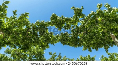 Lush green leaves of sycamore trees form a natural archway against a vibrant blue sky, offering a shaded canopy and a fresh, leafy ambiance. Royalty-Free Stock Photo #2450670259