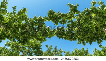 Lush green leaves of sycamore trees form a natural archway against a vibrant blue sky, offering a shaded canopy and a fresh, leafy ambiance. Royalty-Free Stock Photo #2450670263