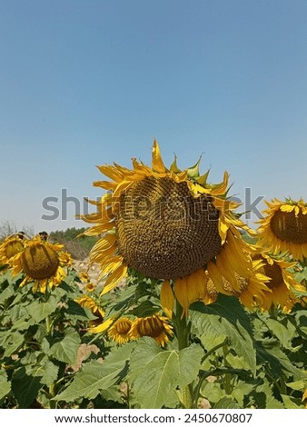 Sunflower blooming in field | Beautiful sunflower pictures