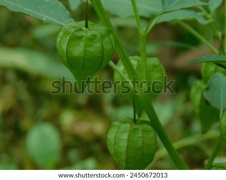 Fresh ceplukan fruit (Physalis angulata L.). Ceplukan fruit in the forest. Royalty-Free Stock Photo #2450672013