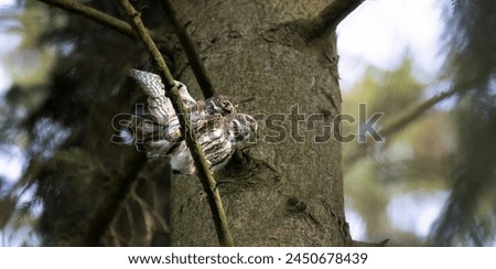 Glaucidium passerinum mate together, have spring courtship and perform the act of love, the best photo