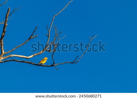 Canario da Terra, Sicalis flaveola, also known as Canarinho, perched on a dry tree in the rural in Brazil