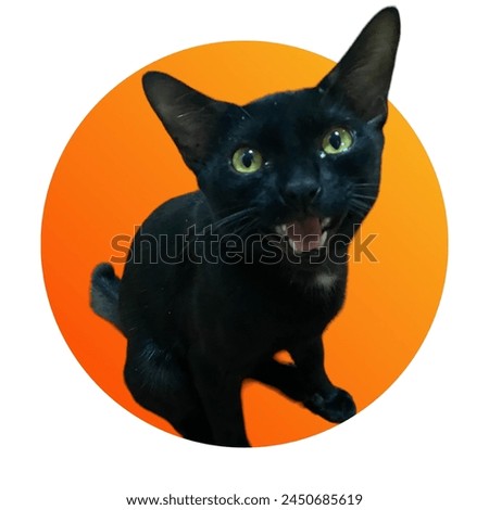 Black cat in a circle on a colorful background