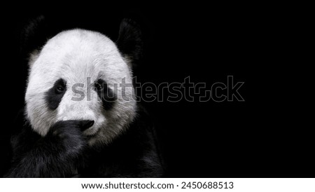 A panda looking at a technician who was taking pictures of it