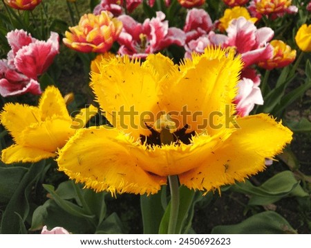 Tulipa gesneriana, the Didier's tulip or garden tulip, is a species of plant in the lily family, cultivated as an ornamental in many countries because of its large, showy flowers. Royalty-Free Stock Photo #2450692623