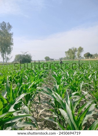 selective focus picture of corn in organic corn field, corn closeup