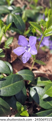 A little purple dainty flower blooms in the spring. Royalty-Free Stock Photo #2450695157