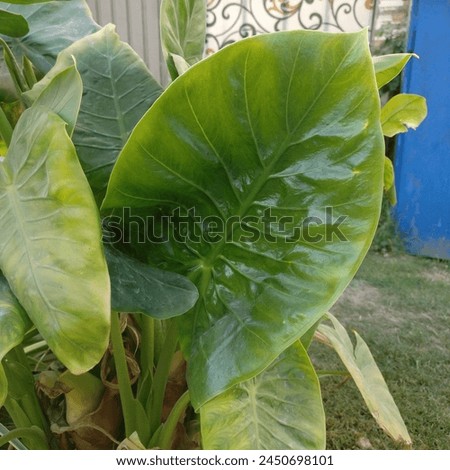 A plant with leaves so big they resemble elephant ears. These heart-shaped giants, in a lush shade of green, droop gracefully from thick, light-colored stalks. The plant itself can reach several feet.