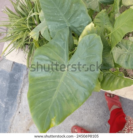 A plant with leaves so big they resemble elephant ears. These heart-shaped giants, in a lush shade of green, droop gracefully from thick, light-colored stalks. The plant itself can reach several feet.