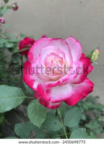 Pink and white rose picture