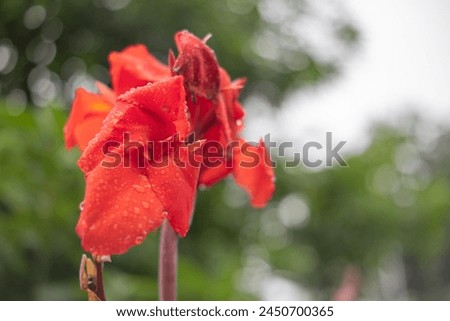 Orange canna blooms beautifully in the garden