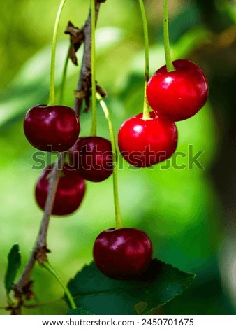 This image showcases ripe cherries on a tree, highlighted by sunlight. Perfect for content related to summer, fruit harvests, or natural foods advertisements.