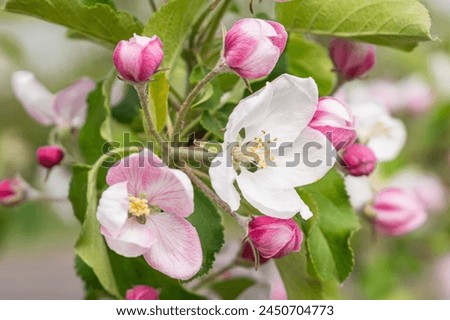 Closeup photo of beautiful blooming appletree flower Royalty-Free Stock Photo #2450704773