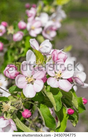 Closeup photo of beautiful blooming appletree flower Royalty-Free Stock Photo #2450704775