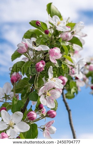 Closeup photo of beautiful blooming appletree flower Royalty-Free Stock Photo #2450704777