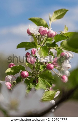 Closeup photo of beautiful blooming appletree flower on a branch Royalty-Free Stock Photo #2450704779