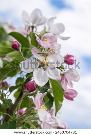 Closeup photo of beautiful blooming appletree flower Royalty-Free Stock Photo #2450704781