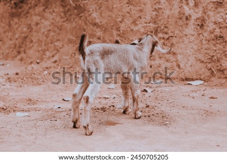 brown Baby sheep Playing in the outdoor in summer concept