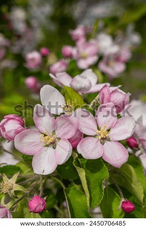 Closeup photo of beautiful blooming appletree flower Royalty-Free Stock Photo #2450706485