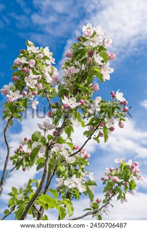 Closeup photo of beautiful blooming appletree flowers on a branch Royalty-Free Stock Photo #2450706487