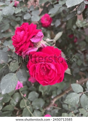 Bloomed Red rose plant image 