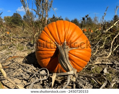 A big pumpkin in a pumpkin garden